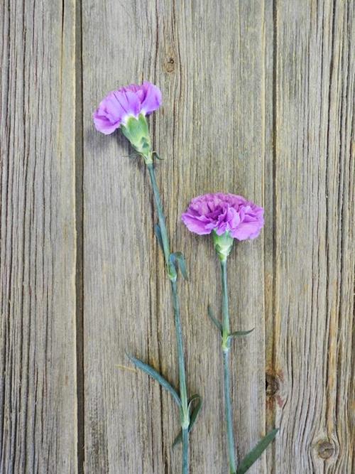 MOONLITE PURPLE CARNATIONS